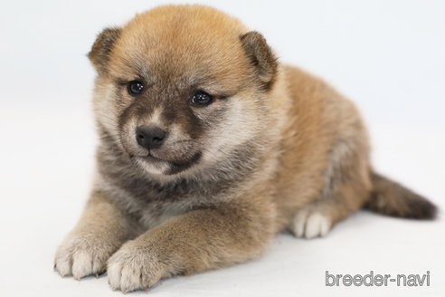 成約済の神奈川県の柴犬-286458の1枚目